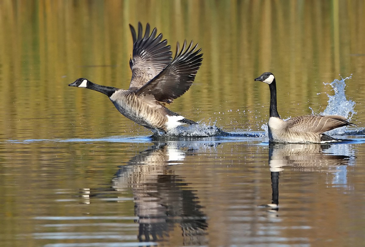 Angelic Hugs Birds Photography Angelic Hugs