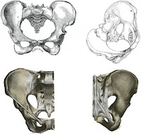 coccis pelvis coccis pelvis