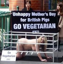 Un triste Día de las Madres para las cerdas británicas. Protesta por las cerdas enjauladas.