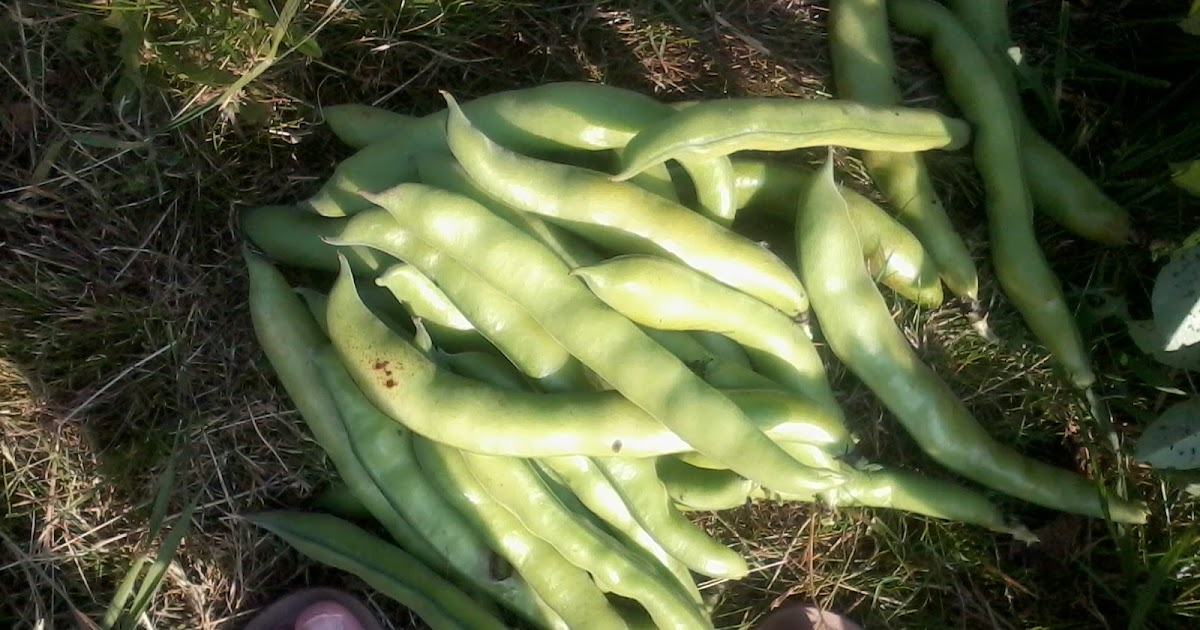 Imperfectly natural mama Habas Fritas