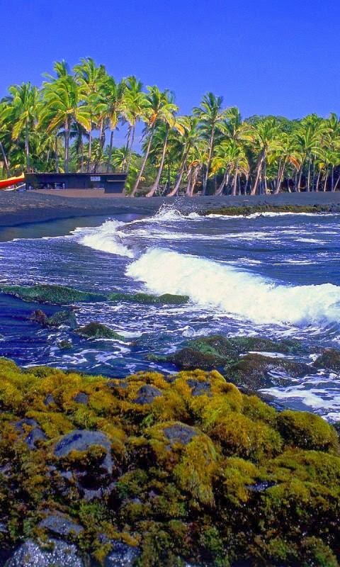 Palm Silhouette Big Island Hawaii Fabulous Nature Pictures