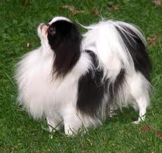 Japanese Chin Puppies on Japanese Chin Dog Pet Japanese Chin Dogs Puppies