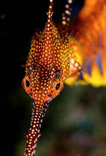 dragon de mar