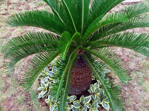 JUAL TANAMAN HIAS UNTUK TAMAN RUMAH, PALM SIKAS, PALM POENIX, PALM SADENG, PEMBUATAN TAMAN Untuk Taman Rumah Anda kami sedia: Tanaman Hias, Aneka Tanaman Bunga, Palm Sikas, Palm Poenix, Palm Sadeng berbagai ukuran sesuai pemesanan Anda. HUBUNGI KAMI, Hp : 0856 9485 8101 http://tukangtamanqu.blogspot.com/2014/12/jual-tanaman-hias-untuk-taman-rumah.html