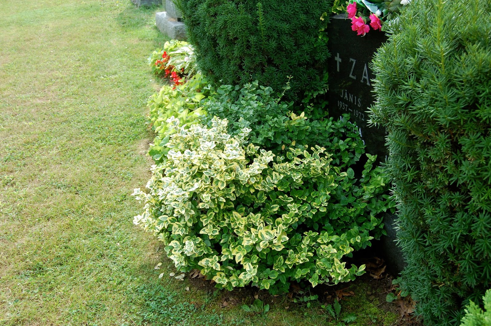 Astrid�s Garden Design Cemetery Plants