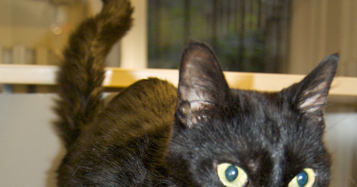 Animal Endocrine Clinic Top 10 Signs of Hyperthyroidism in Cats