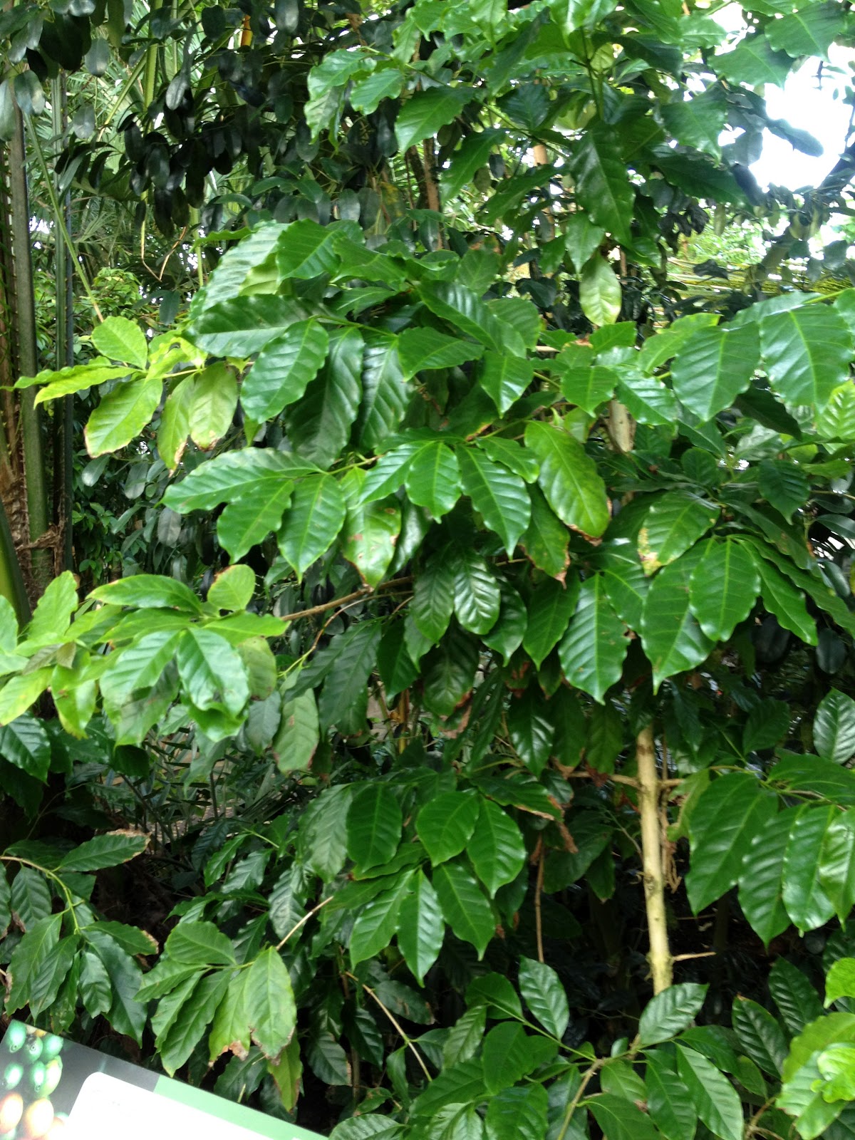 the coffee lover's blog: A September coffee plant update