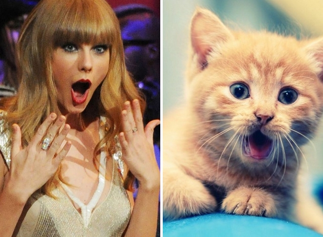 Taylor Swift cat Taylor Swift gato