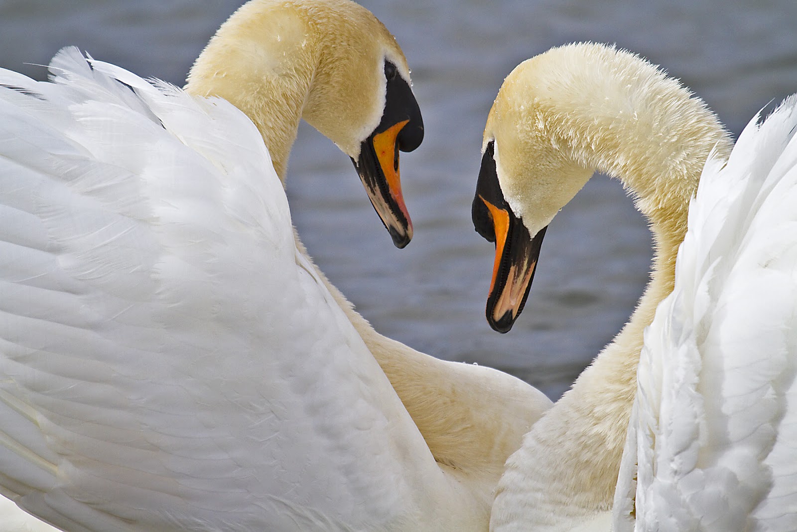 PETER'S PORTFOLIO..............Bird & Wildlife Photography Mute Swans