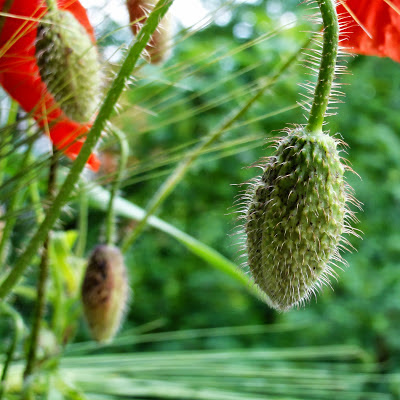 Red poppy flower