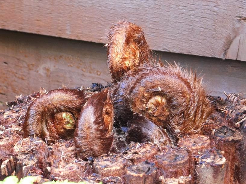 Alternative Eden Exotic Garden Hairy Knuckles Awakening