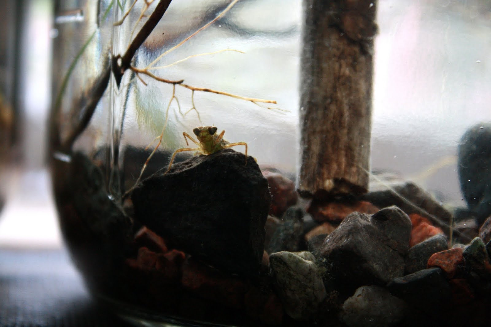 Dragonfly+nymph+life+cycle