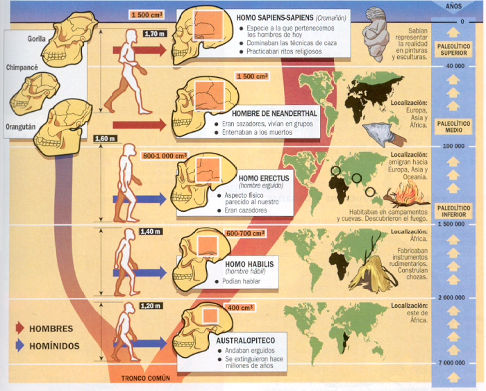 proceso de hominizacion