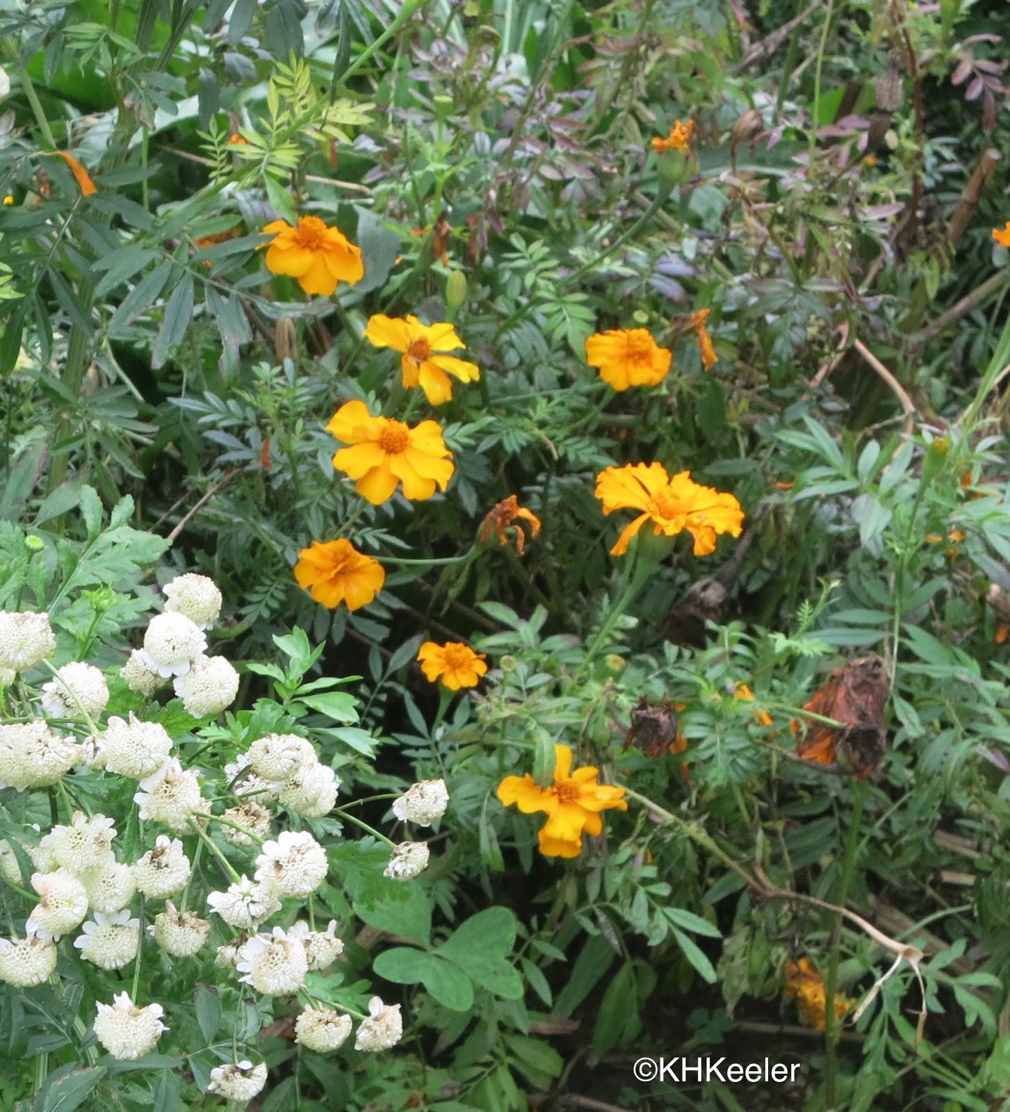 A Wandering Botanist Plant Confusion Marigolds and Calendulas