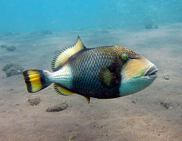 Trigger fish Tulamben Bali