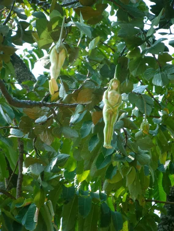 The human shape fruit's photographs are all part of the same sequence. Thus, it is likely that some unknown prankster created the hoax by attaching a few man-made figurines to an ordinary tree's branches and then taking some photographs to document his or her 'creation'.
