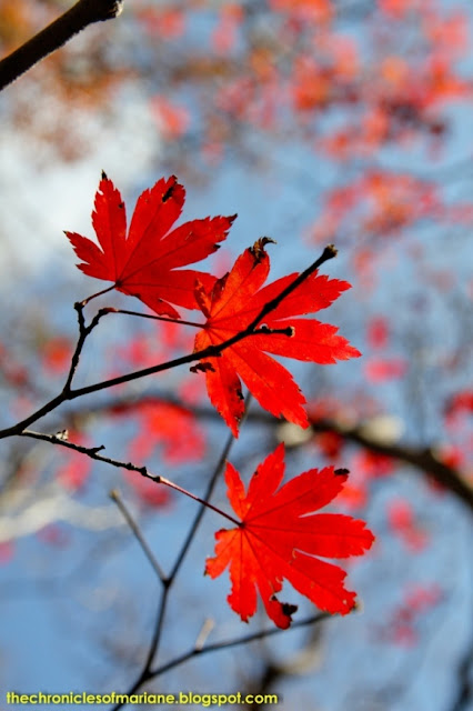 jeju autumn