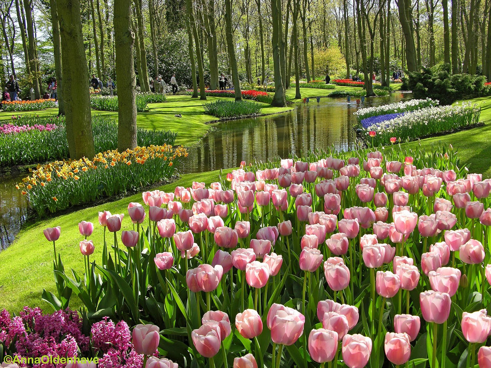 Tulip Putih Wallpaper Tulip Putih Wallpaper