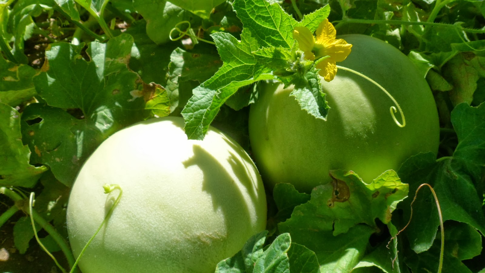 Vandervoet and Associates Fall 2013 Melon Crop Update