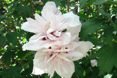 Hibiscus syriacus "China  Chiffon" Rose of Sharon by garden muses: a Toronto gardening blog
