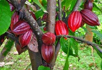 Buah Cokelat 7 Manfaat Buah Cokelat Bagi Kesehatan