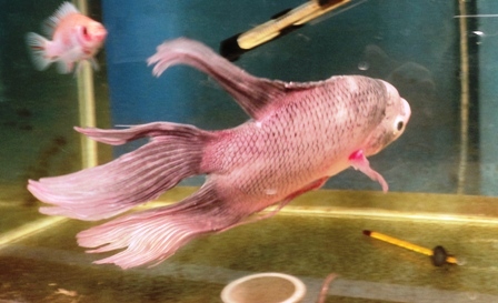 Gambar Ikan Gurame Hias Gambar Ikan Gurame Hias