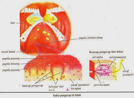 Sistem Indra Pada Manusia Sistem Indra Pada Manusia