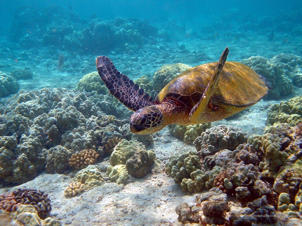 http://4.bp.blogspot.com/-SfjVv-j-c6w/T-b3uNGcWOI/AAAAAAAACxw/X61kKzsgEgM/s1600/Turtle%2Bimage.jpg
