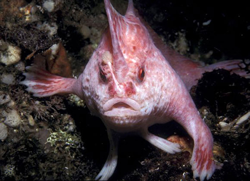 تتشابه الأسماك التي تعيش في البيئة المائية العذبة مع الأسماك التي تعيش في البيئة المائية البحرية، لأن الأسماك لها نفس التركيب.