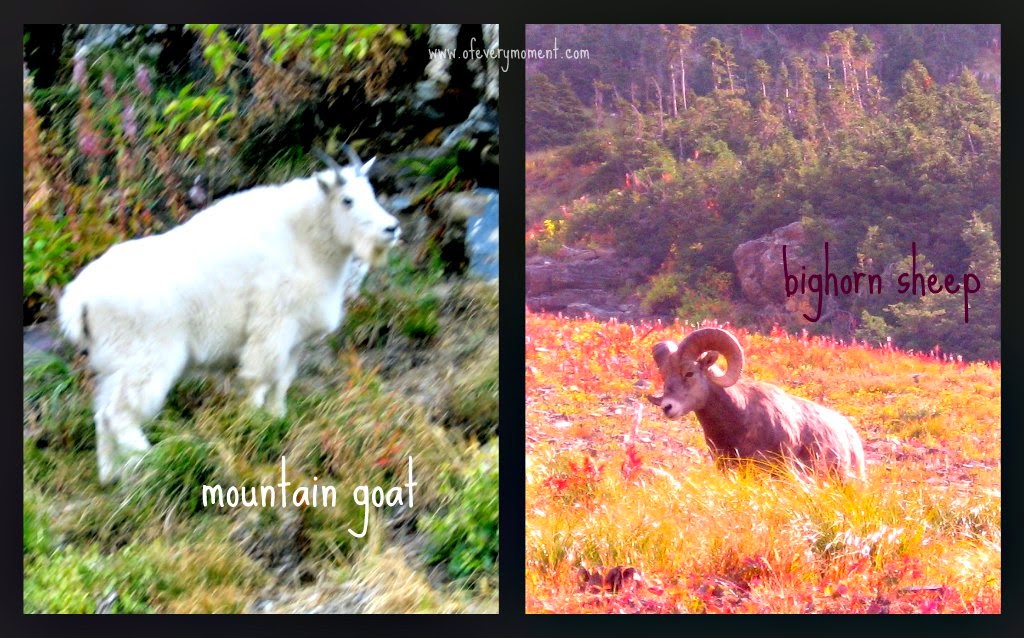 Mountain Goat or Bighorn Sheep? the most of every moment