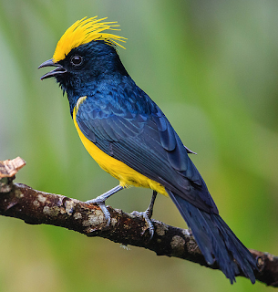 sultan tit song mp3 sultan tit bird