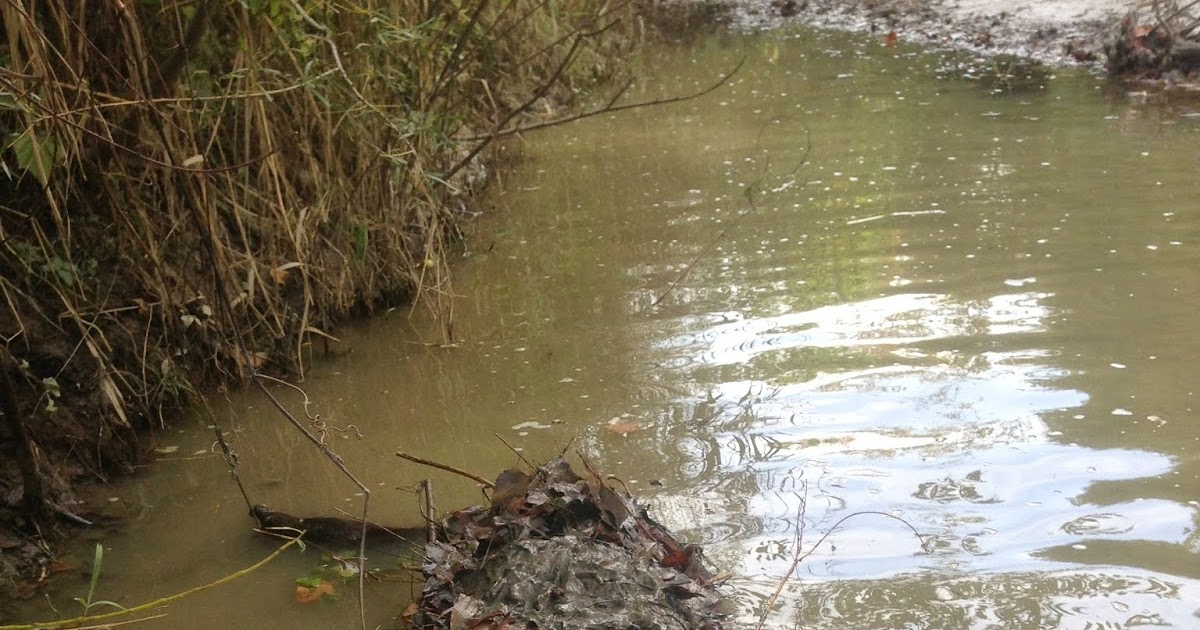 Comstock Cage Traps, In Action on the Line Unique Castor Mound Set