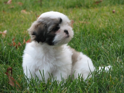 shih tzu puppy wallpaper dogs pets shih tzu pictures and wallpapers shih tzu puppy wallpaper dogs pets shih tzu pictures and wallpapers