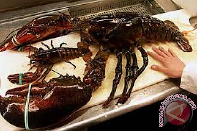 lobster monster