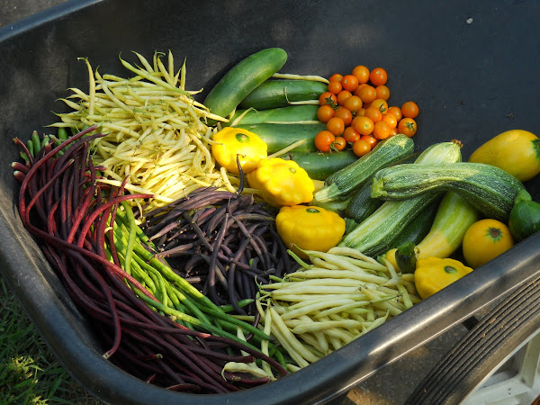 This Morning's Harvest