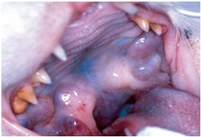 Hình. 3 Tổn thương lớn ở trên vòm miệng và hàm trên của một con mèo nhiễm Mycobacterium avium-intracellulare.