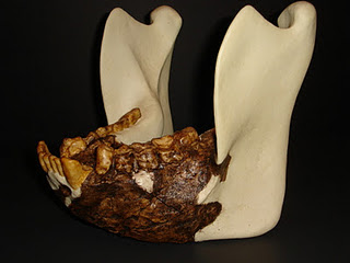 gigantopithecus teeth
