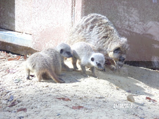 thoiry suricate