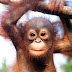 Orang Utan, Sepilok Sabah