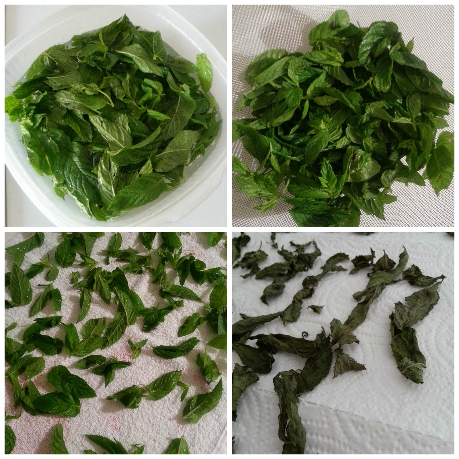 Zeytin Yaprağı Nasıl Kurutulur Zeytin Yaprağı Nasıl Kurutulur