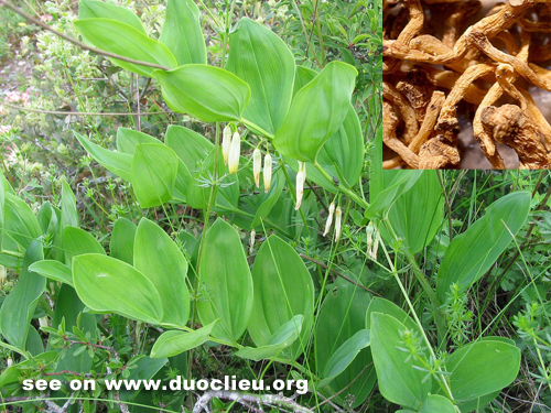 Polygonatum odoratum (Mill.) Druce