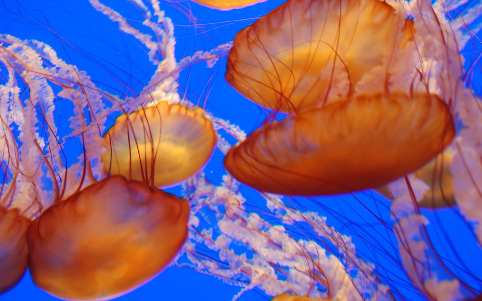 Beautiful African Animals Safaris Jellyfish Migration with Vinegar in