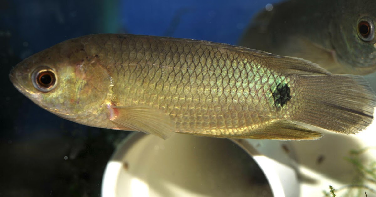 Fisheries Exploration & Conservation (Fishexcos) Breeding of Climbing