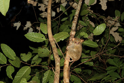 Evening Trekking Trip in Tangkoko Forest