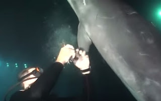 Ένα τραυματισμένο δελφίνι πλησίασε έναν δύτη για βοήθεια - Η συνέχεια συγκλονιστική... [video]