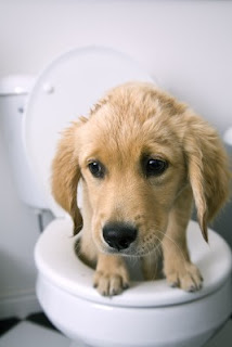Dog Healthcare Dogs Diarrhea Explained Dog Healthcare Dogs Diarrhea Explained
