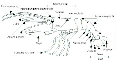 anatomi lobster