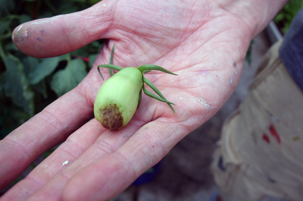 blossom end rot BER tomato