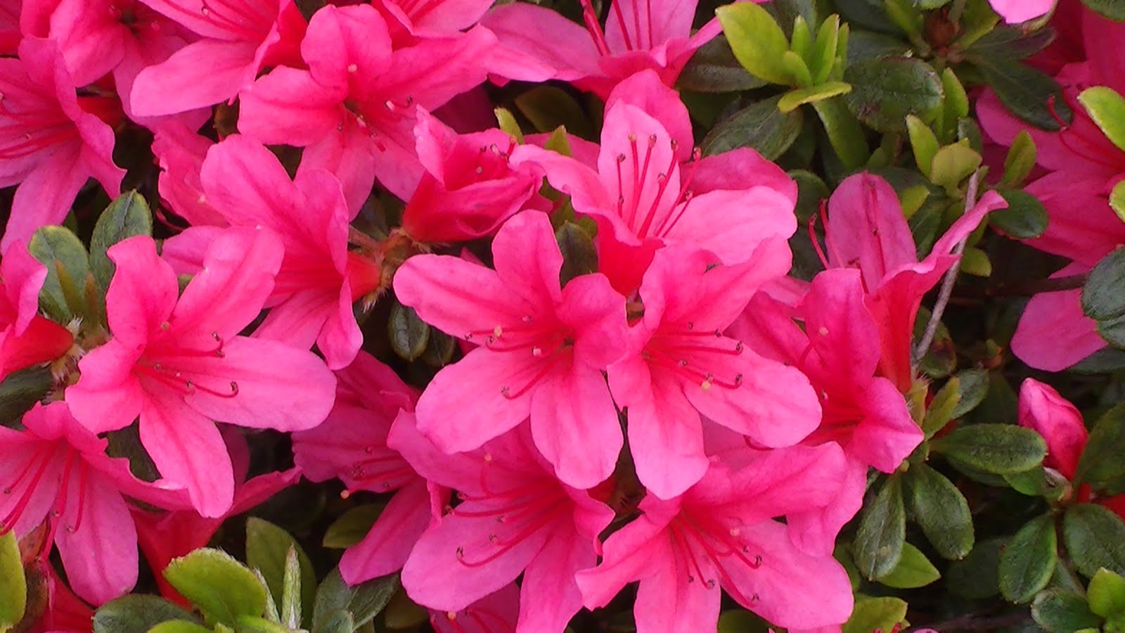 What Grows There Plumleaf Azalea This Gardener S Choice