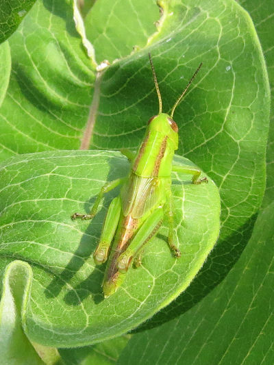 grasshopper